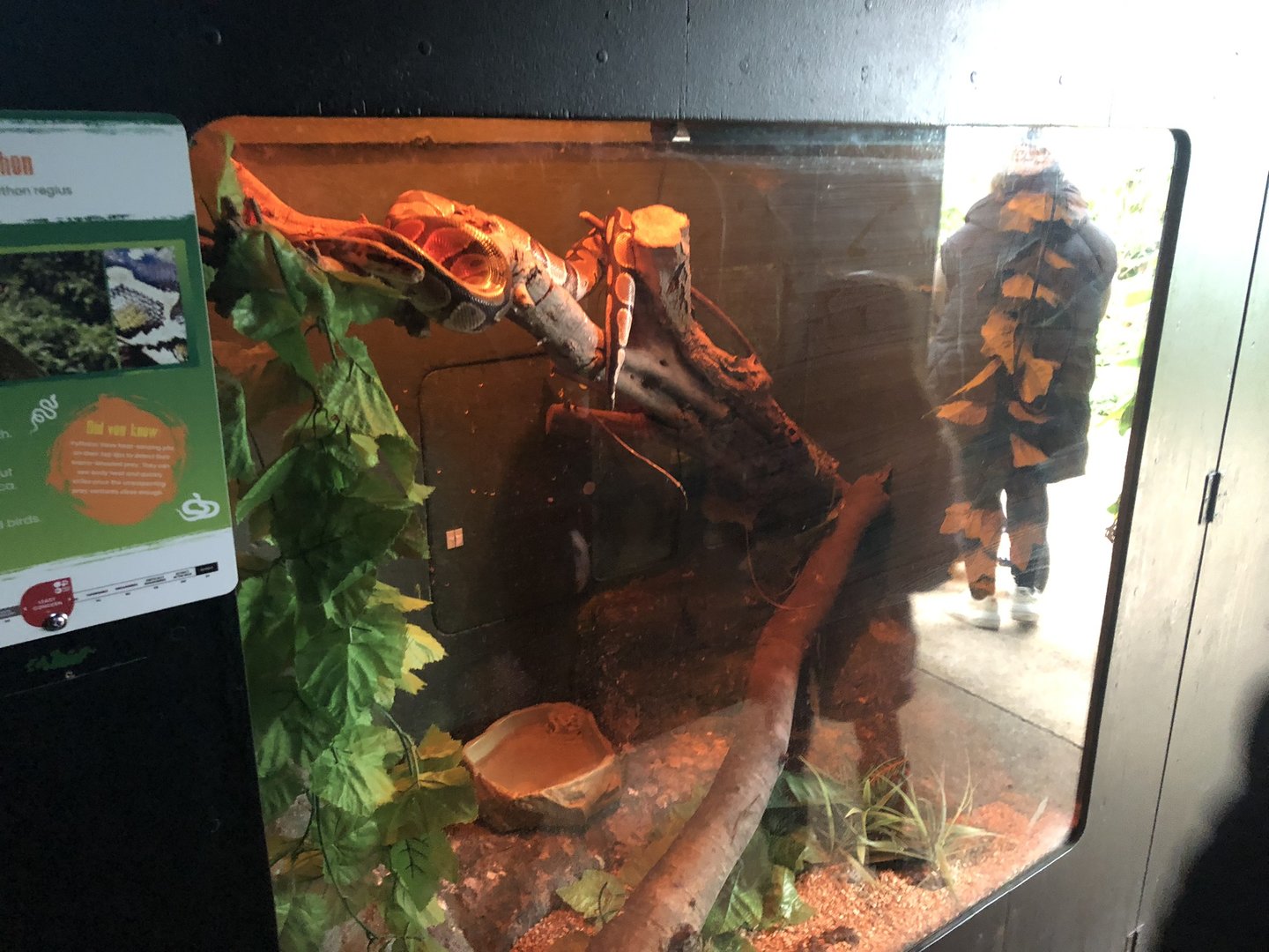 Royal Python Enclosure at Tropical Butterfly House (March 2023)