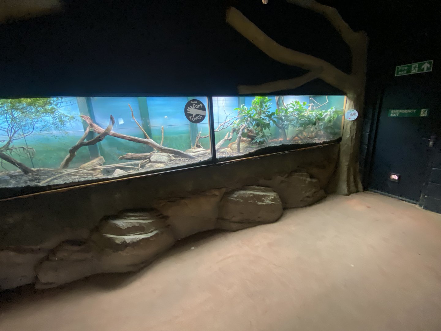 Royal python exhibit 150725