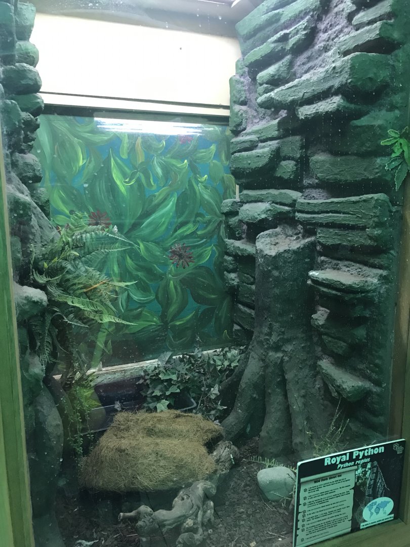 Royal python exhibit 241118