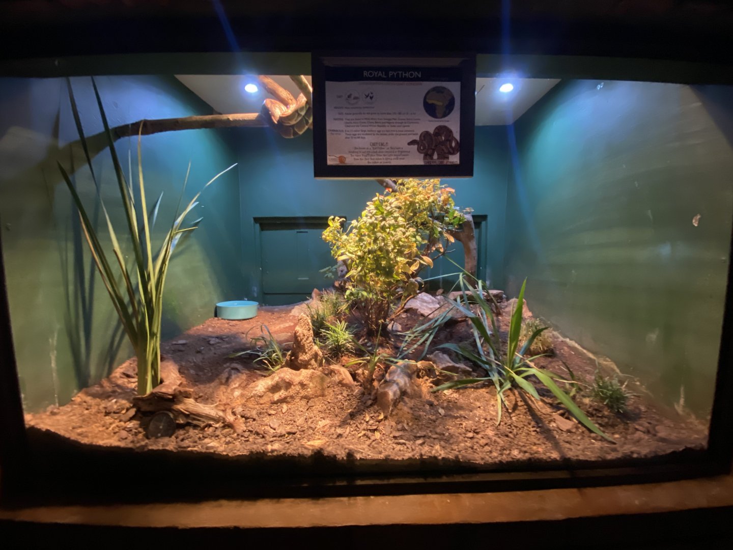 Royal python exhibit