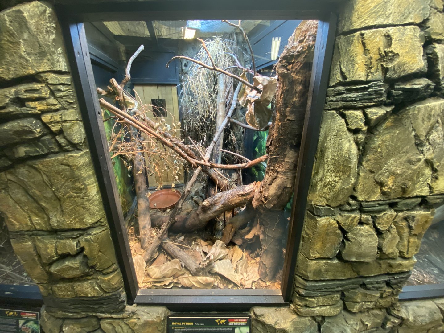 Royal python exhibit