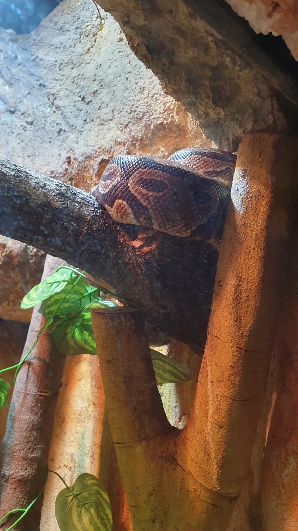 Royal Python (Python regius)