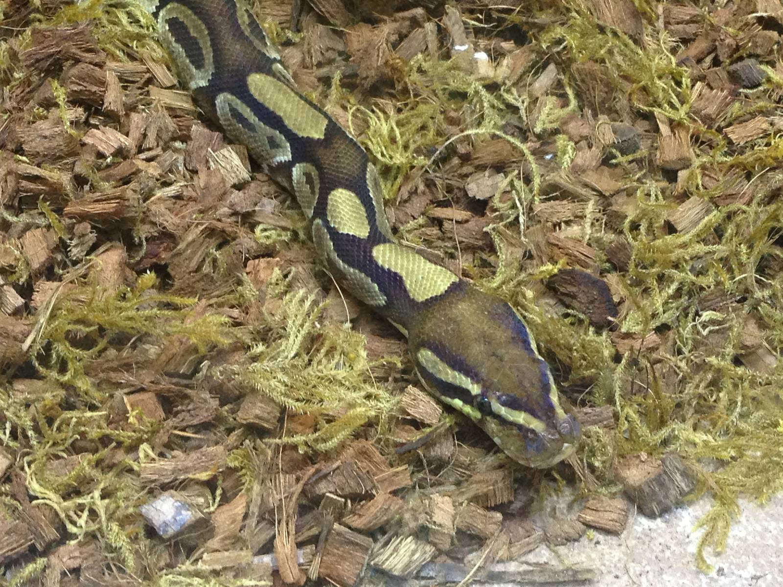 Royal Python