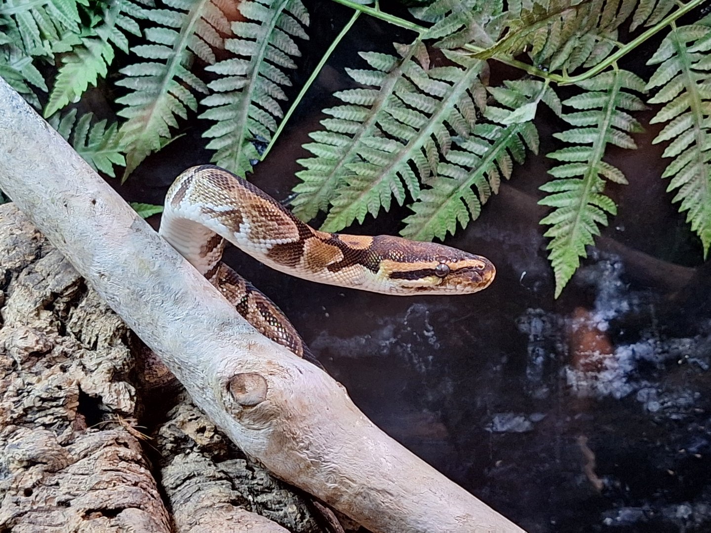 Royal Python