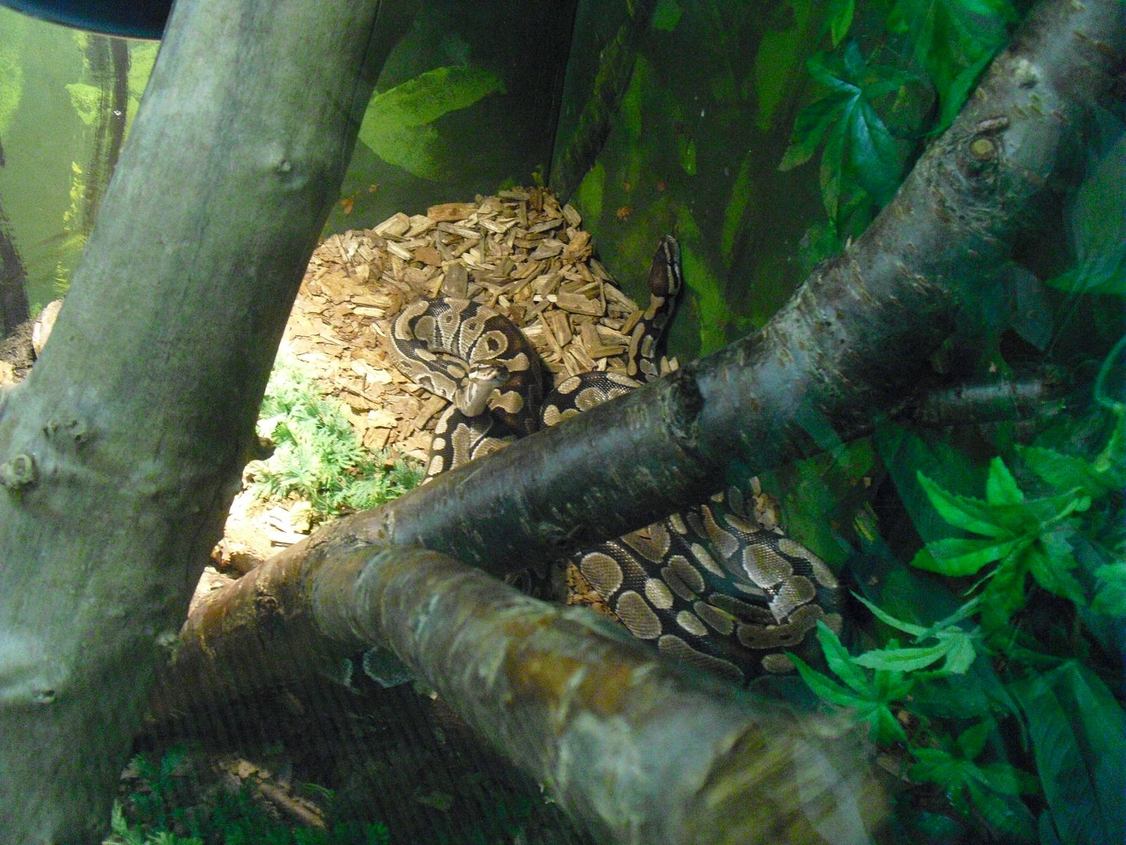 Royal Pythons (?) - 12/10/2011