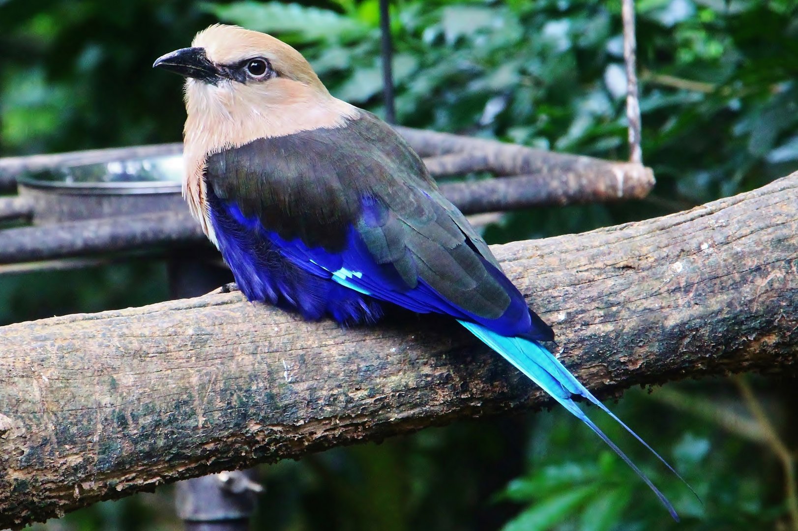 Royal Ramble - Blue-bellied Roller