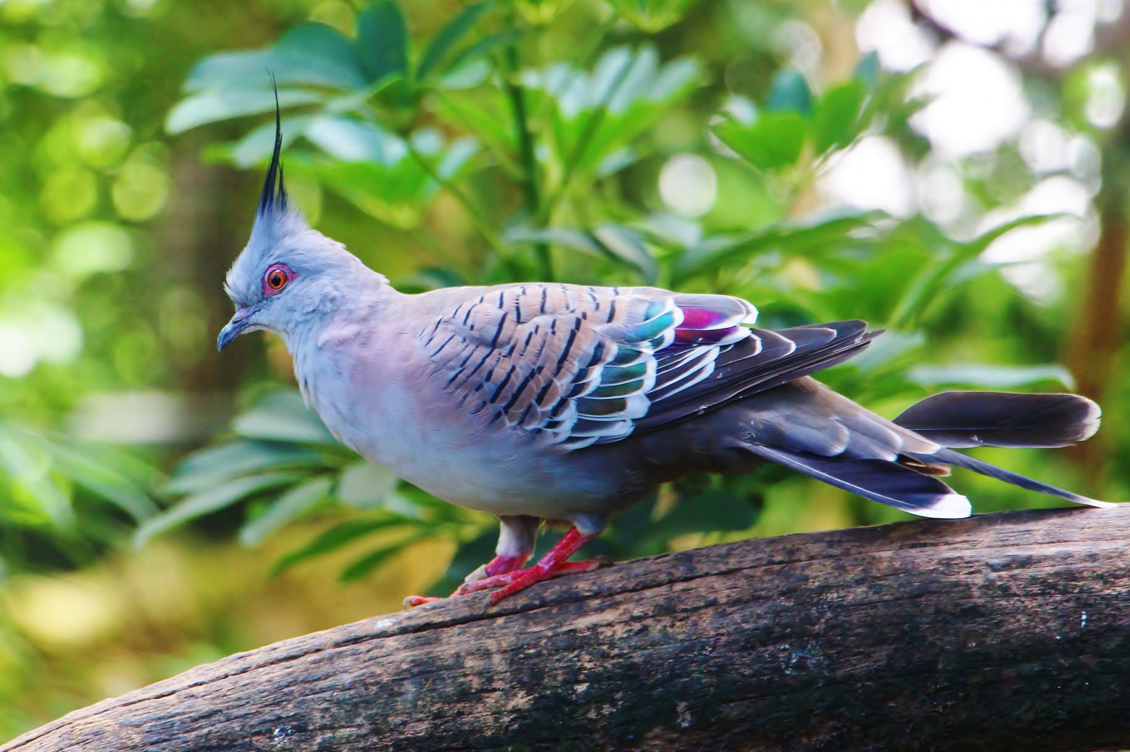 Royal Ramble - Crested Pigeon
