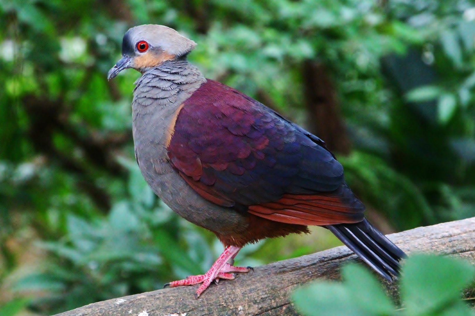 Royal Ramble - Crested Quail-dove