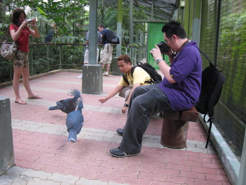 Royal Ramble, Jurong BirdPark