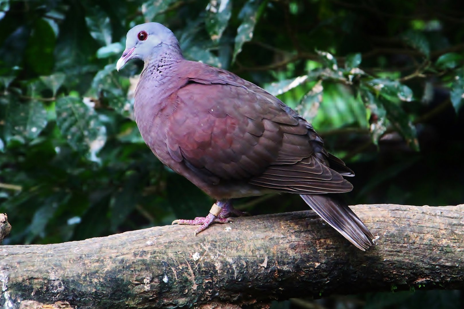 Royal Ramble - Malagasy Turtle Dove