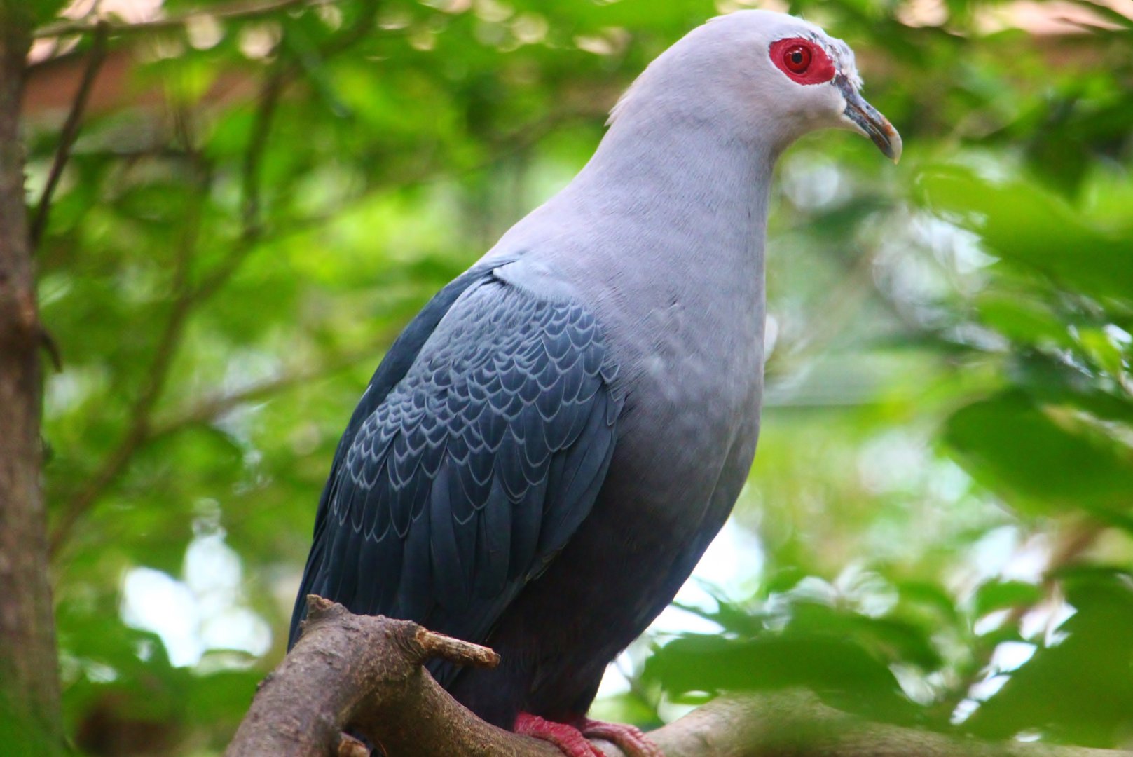 Royal Ramble - Pinon's Imperial Pigeon