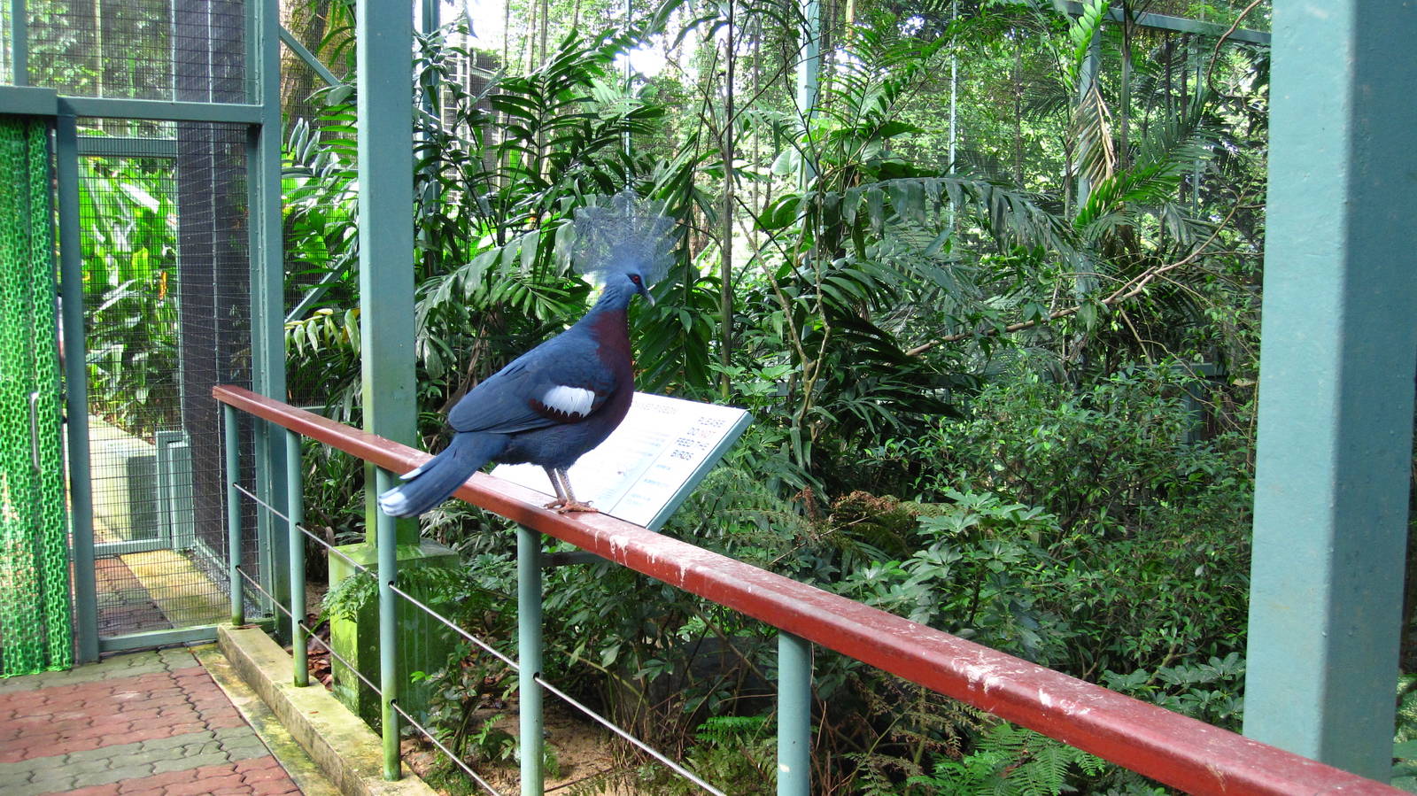 Royal Ramble - Scheepmaker's Crowned Pigeon