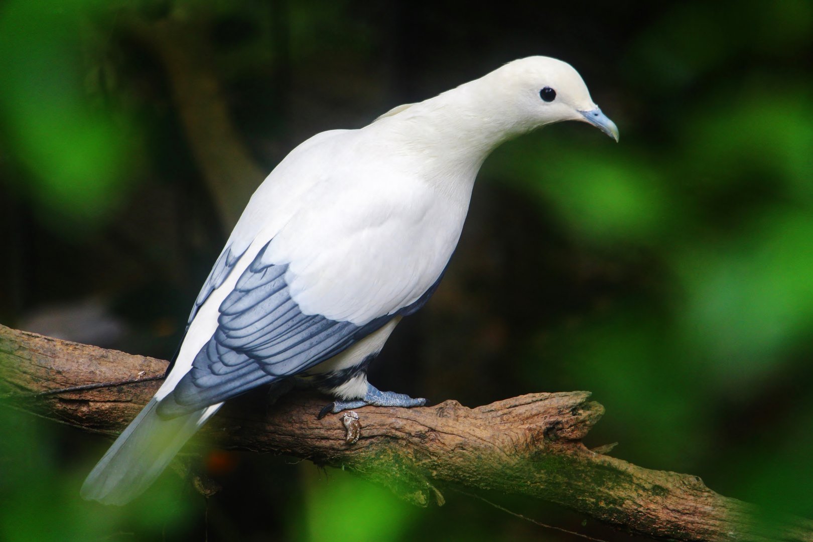 Royal Ramble - Silver-tipped Imperial Pigeon (Ducula luctuosa)