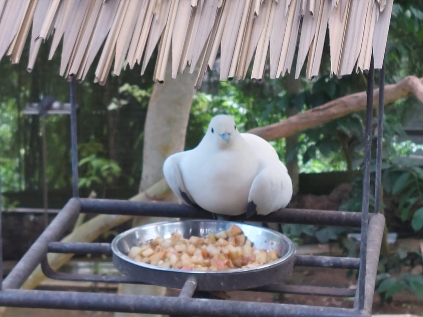 Royal Ramble - Silver-tipped imperial pigeon