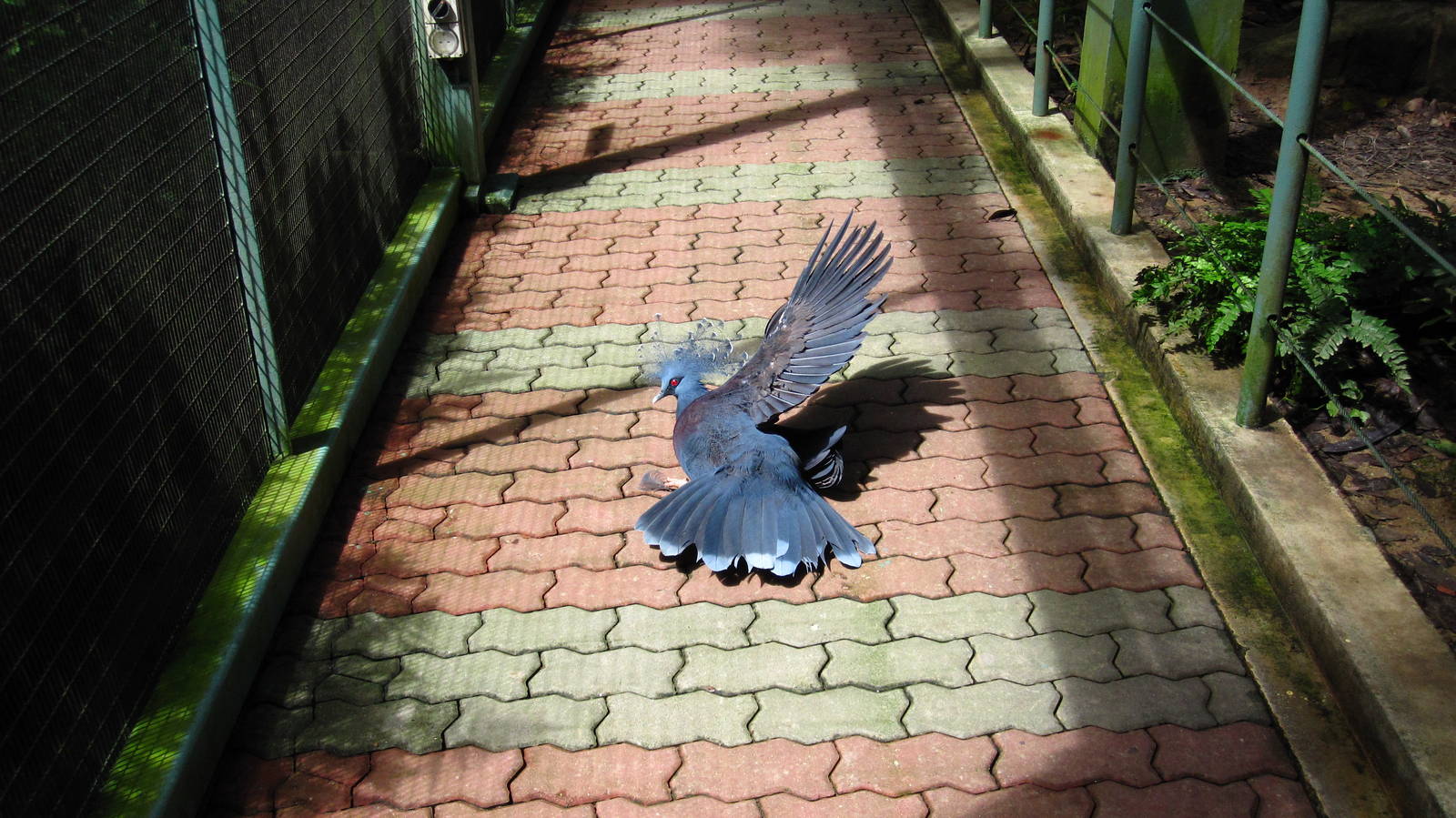 Royal Ramble - Victoria Crowned Pigeon