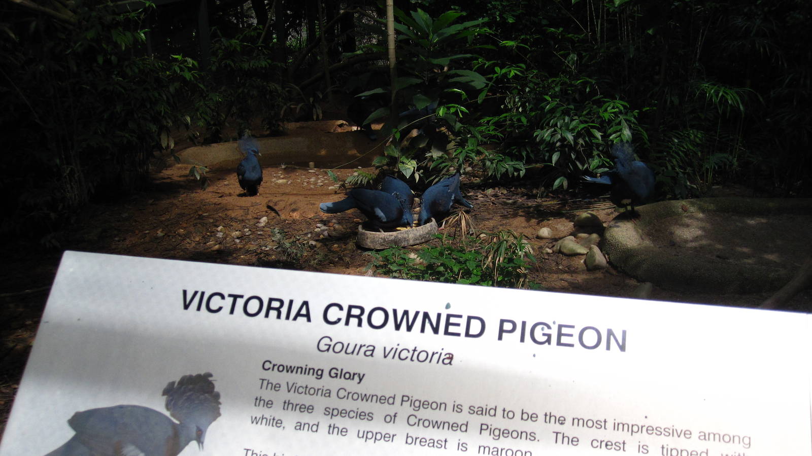 Royal Ramble - Victoria Crowned Pigeon