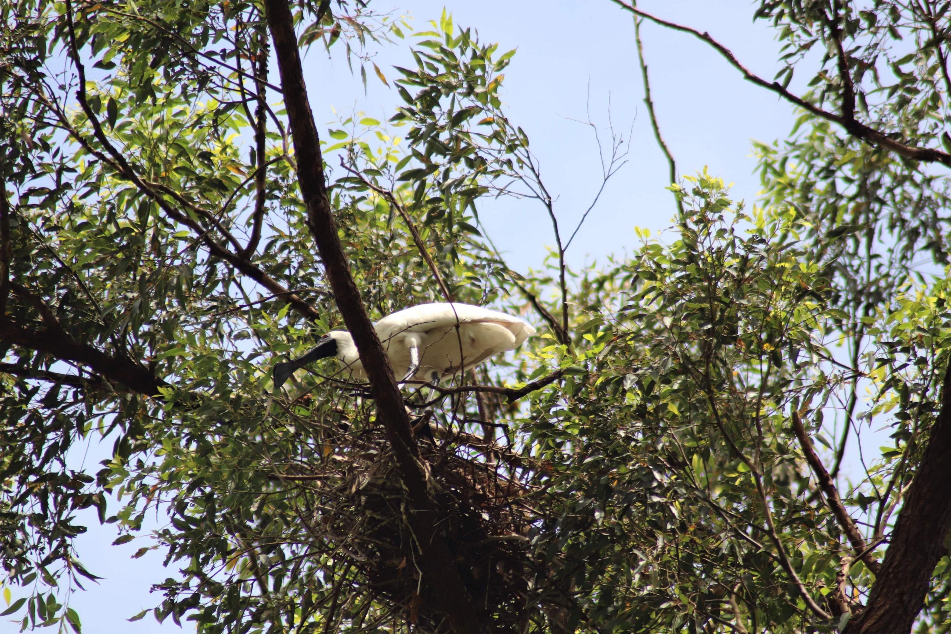 Royal Spoonbill and Nest