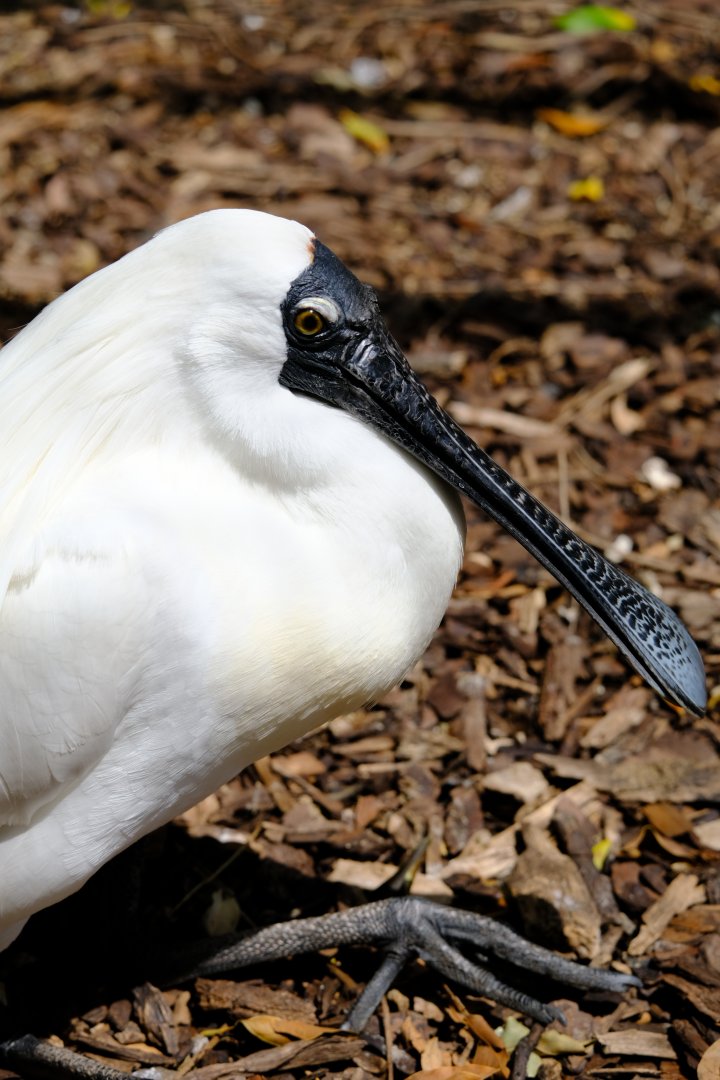 Royal Spoonbill - Darling Downs Zoo