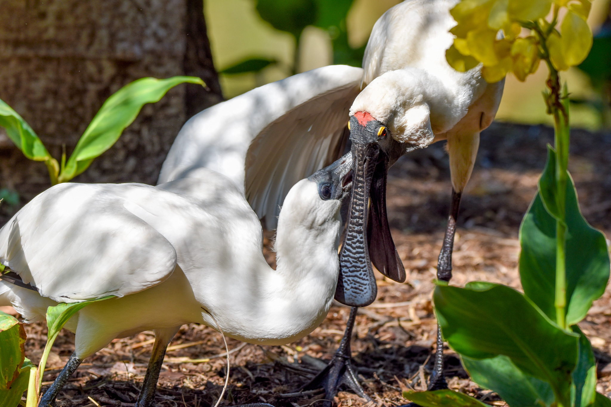 Royal Spoonbill feeding chick