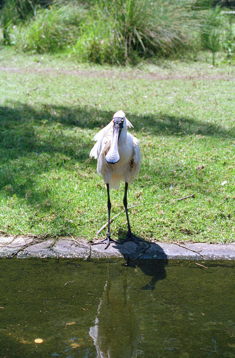 Royal Spoonbill - Nov 1999