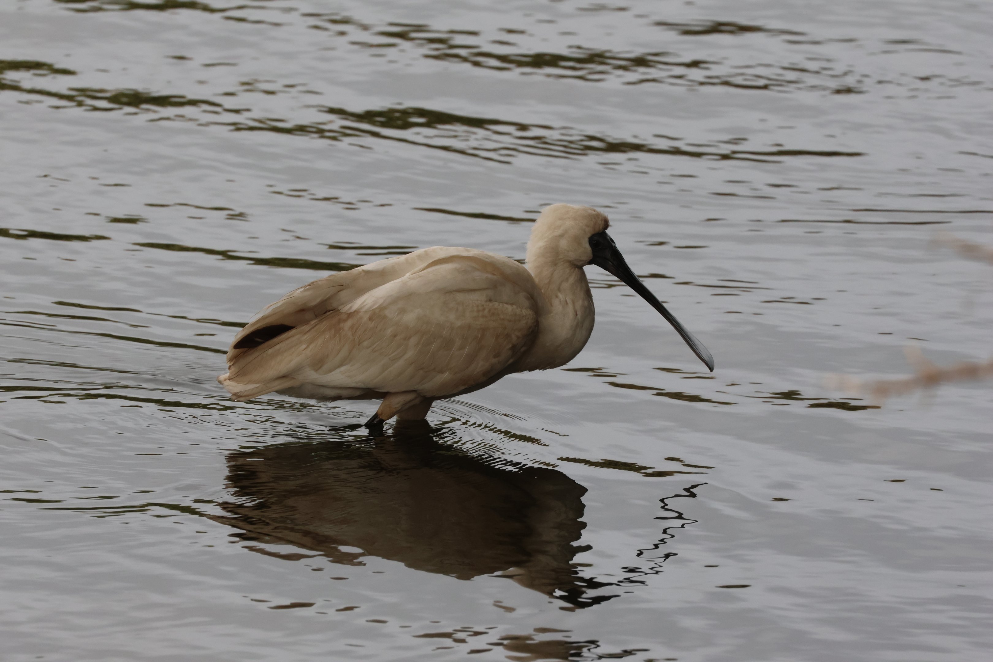 Royal Spoonbill (Platalea regia) juvenile, Waimanu Lagoons Reserve (Waikanae, Wellington)