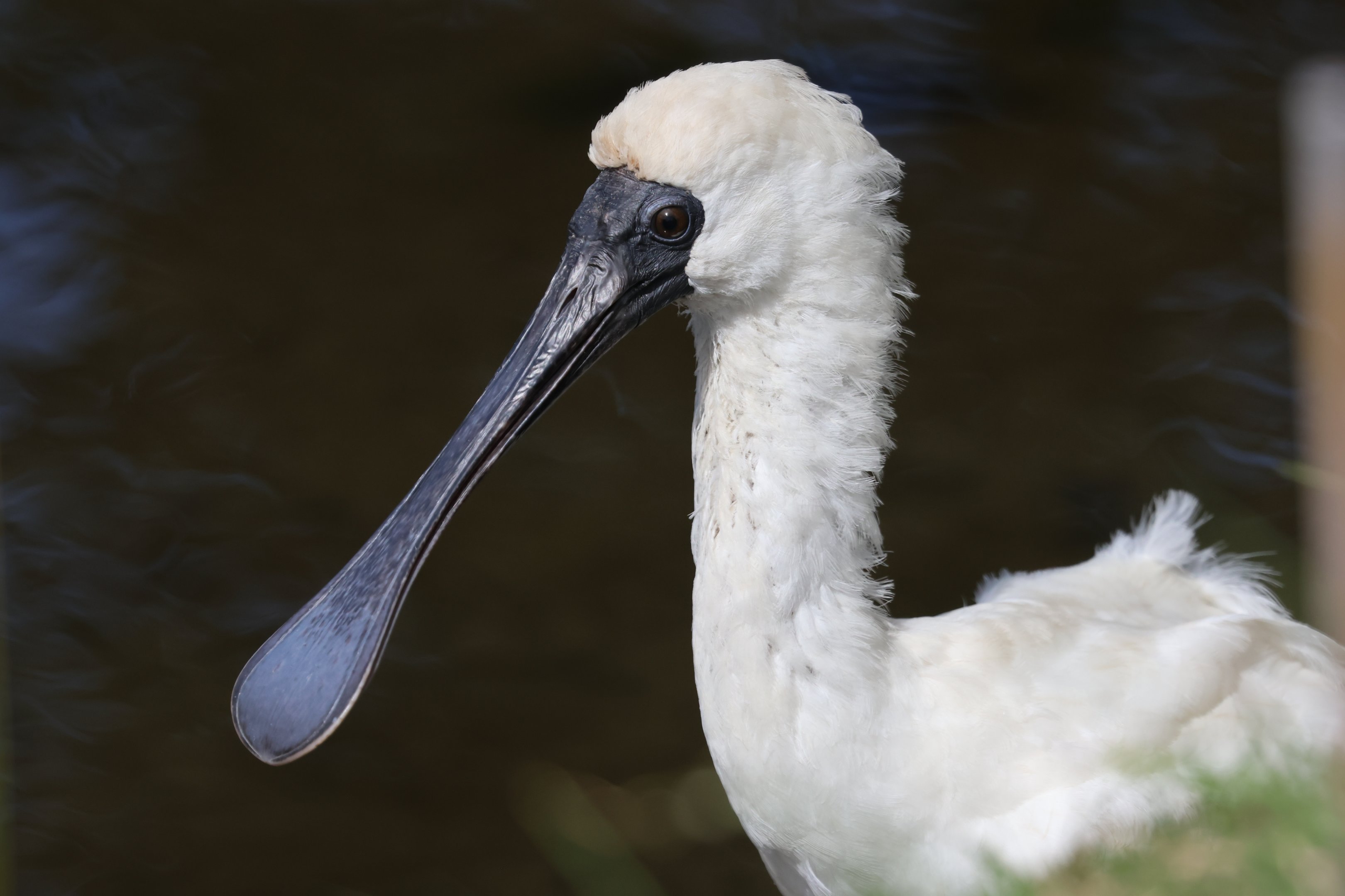 Royal Spoonbill (Platalea regia) juvenile, Waimanu Lagoons Reserve (Waikanae, Wellington)