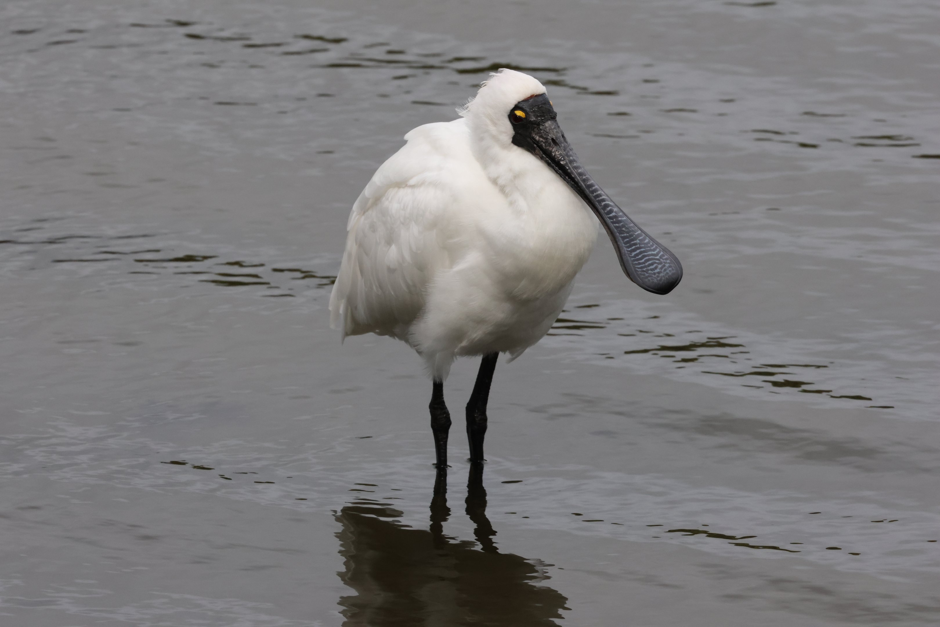 Royal Spoonbill (Platalea regia), Waimanu Lagoons Reserve (Waikanae, Wellington)