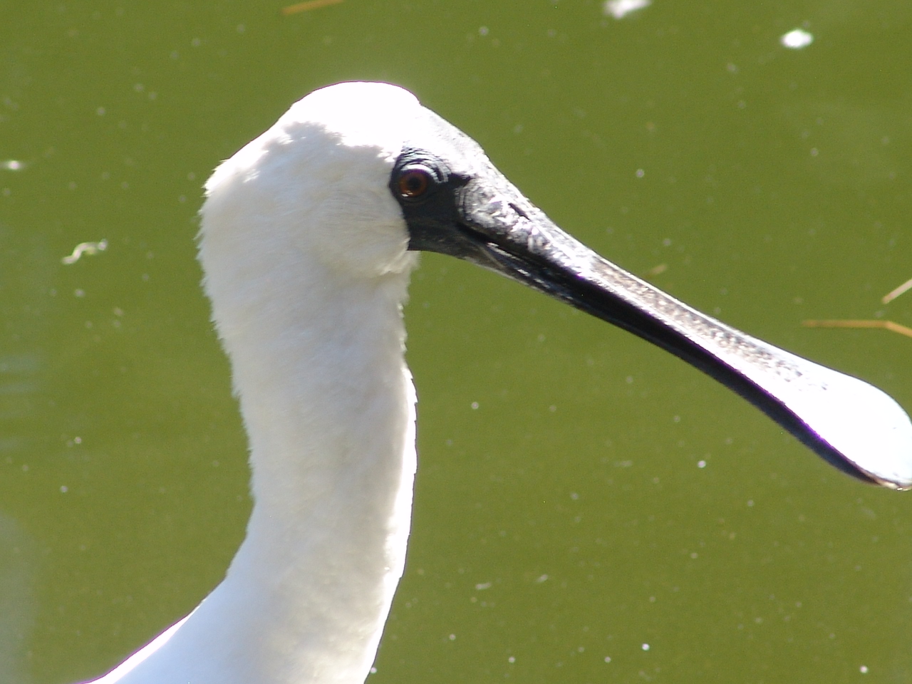 Royal Spoonbill (Platalea regia)
