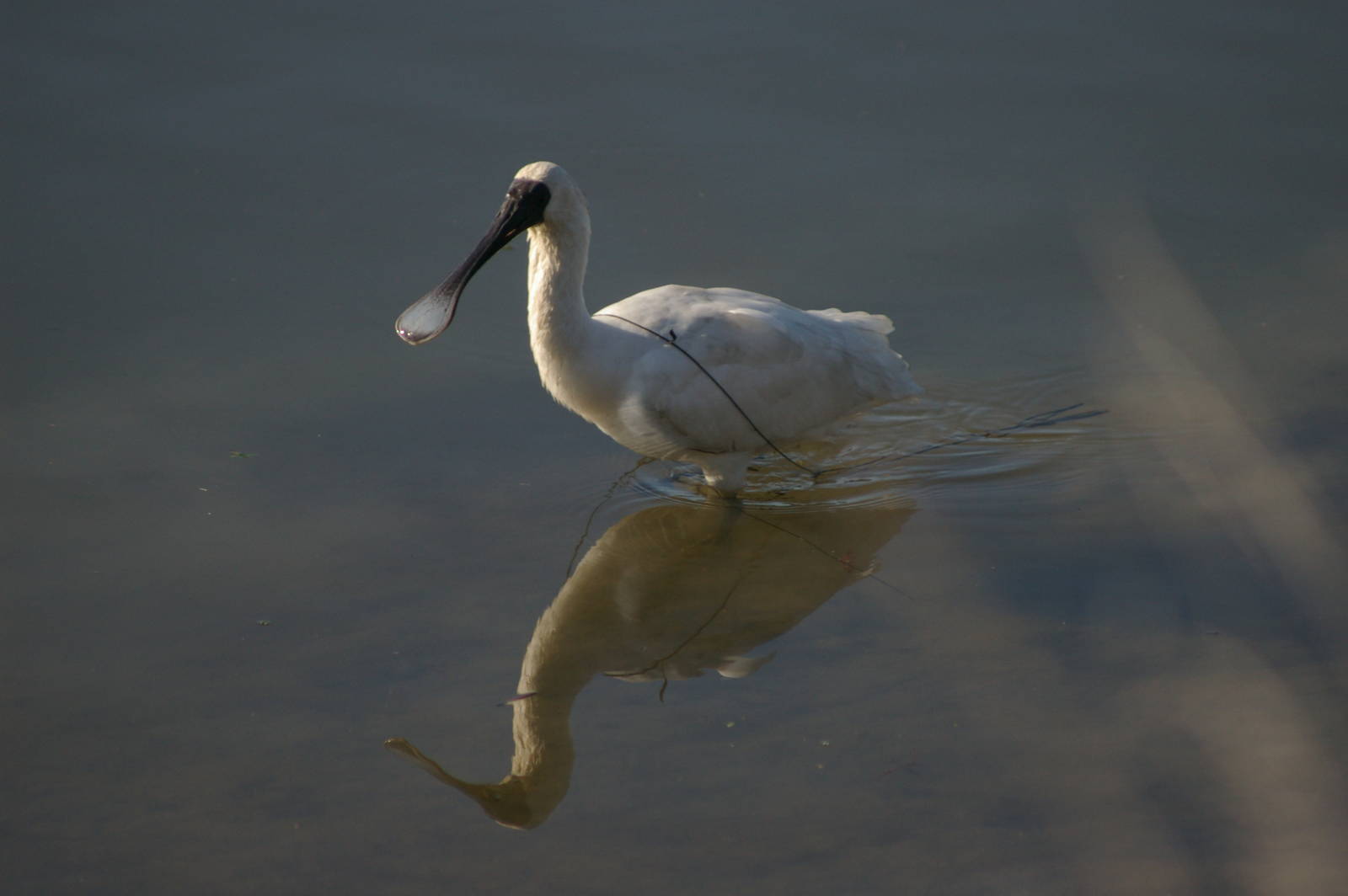 royal spoonbill (Platalea regia)