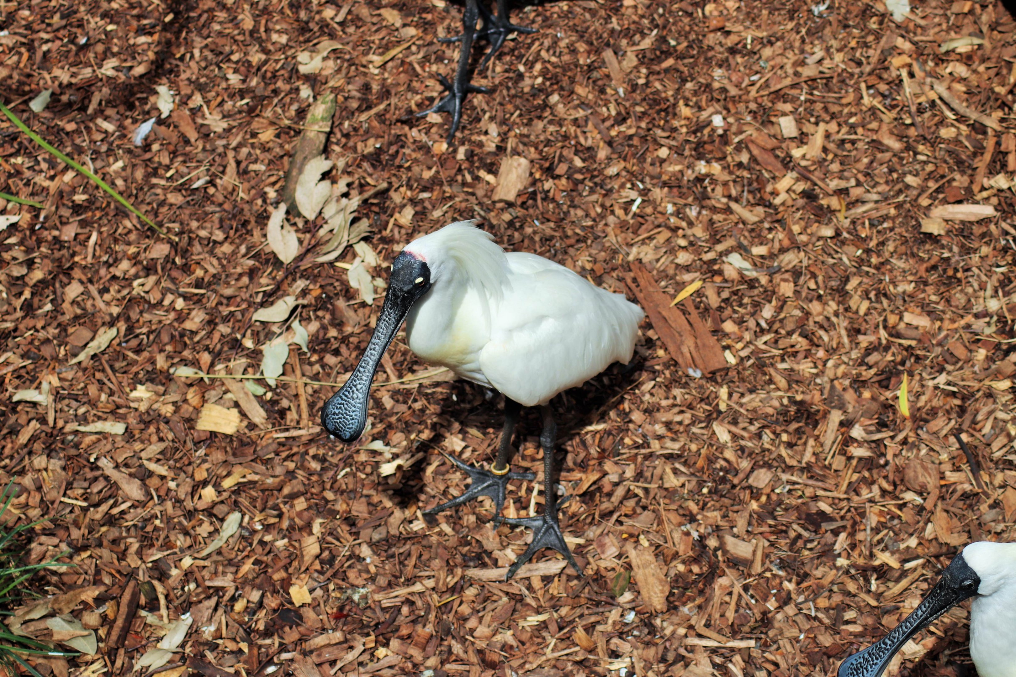 Royal Spoonbill (Platalea regia)
