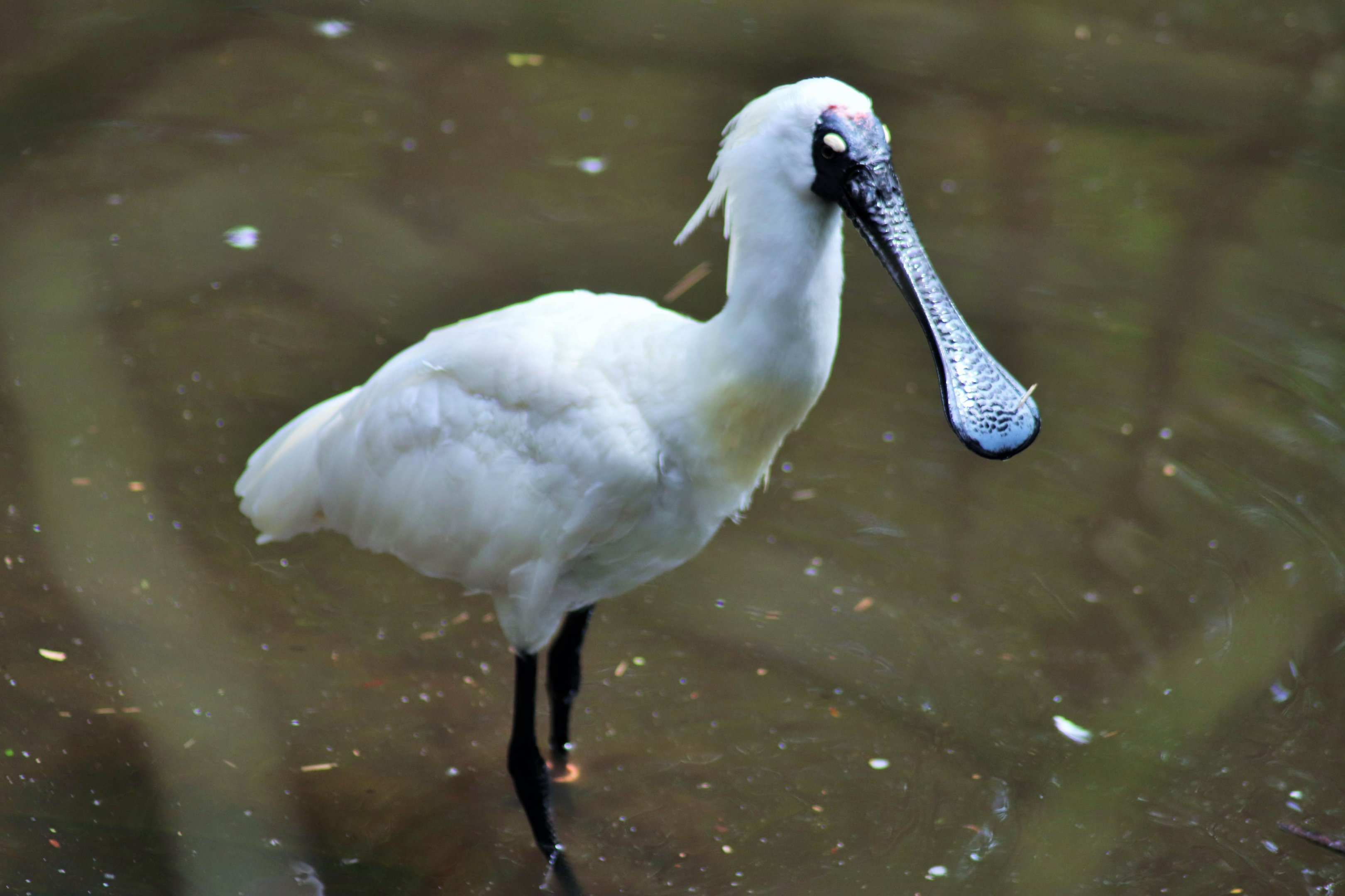 Royal Spoonbill (Platalea regia)