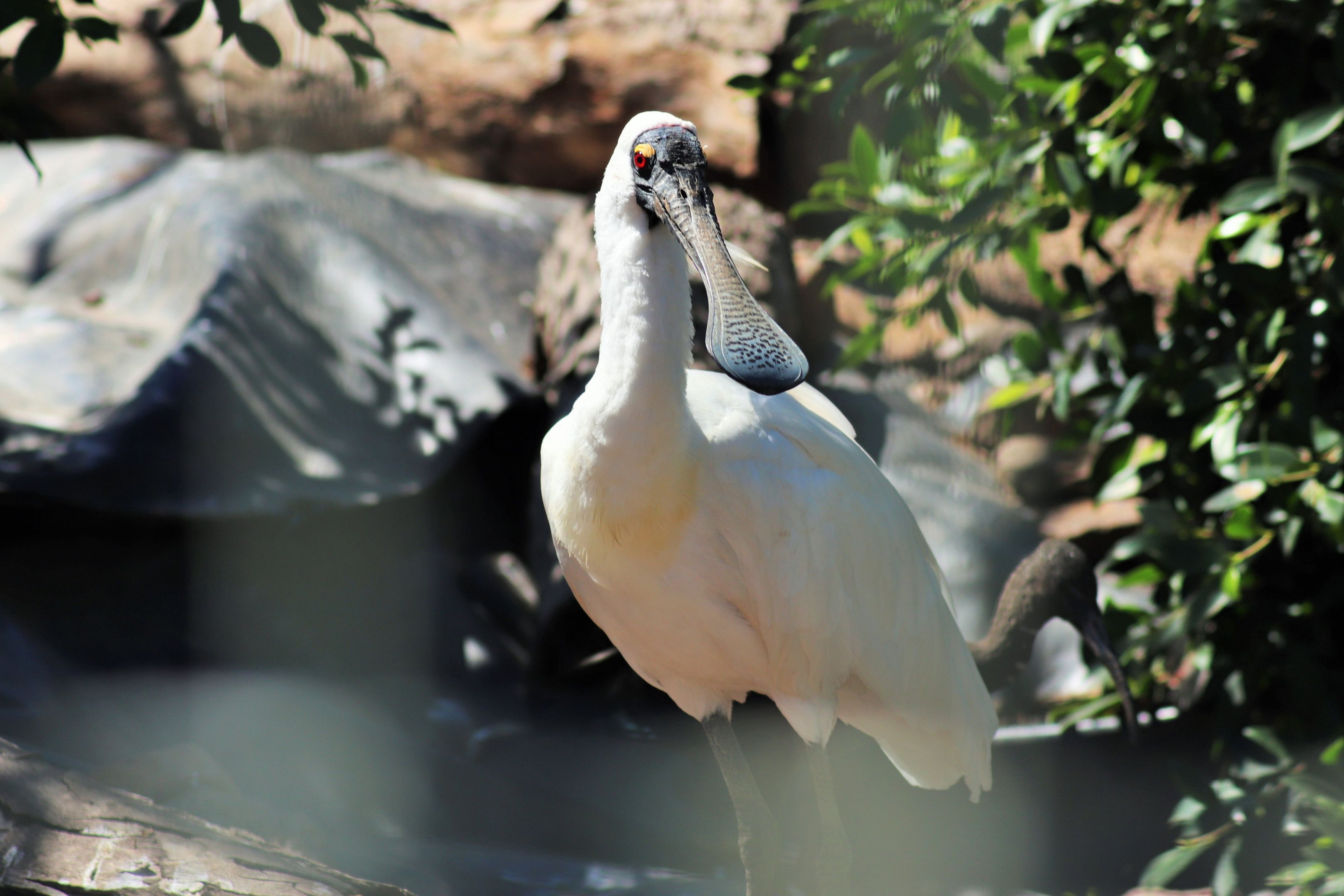 Royal Spoonbill (Platalea regia)