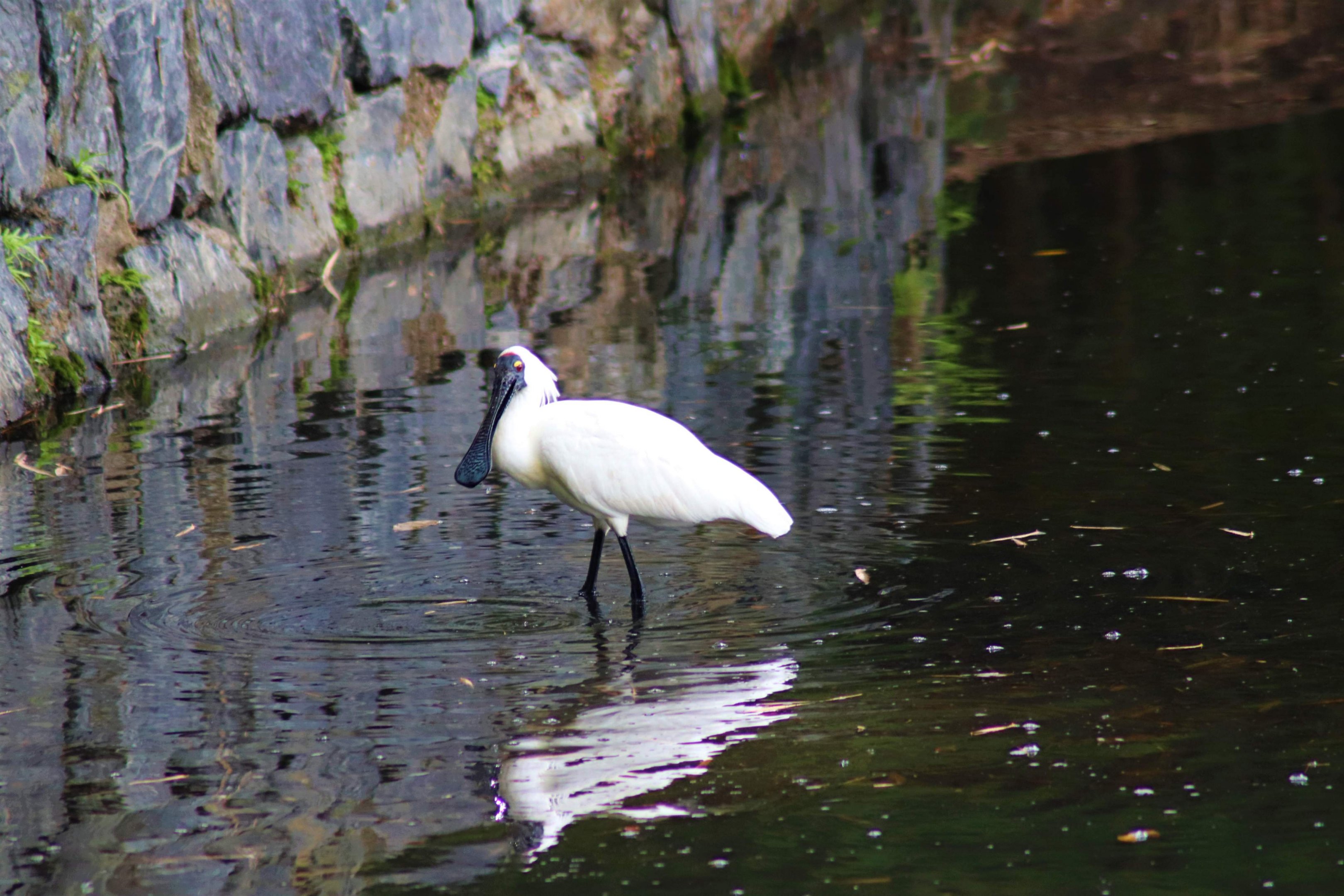 Royal Spoonbill (Platalea regia)