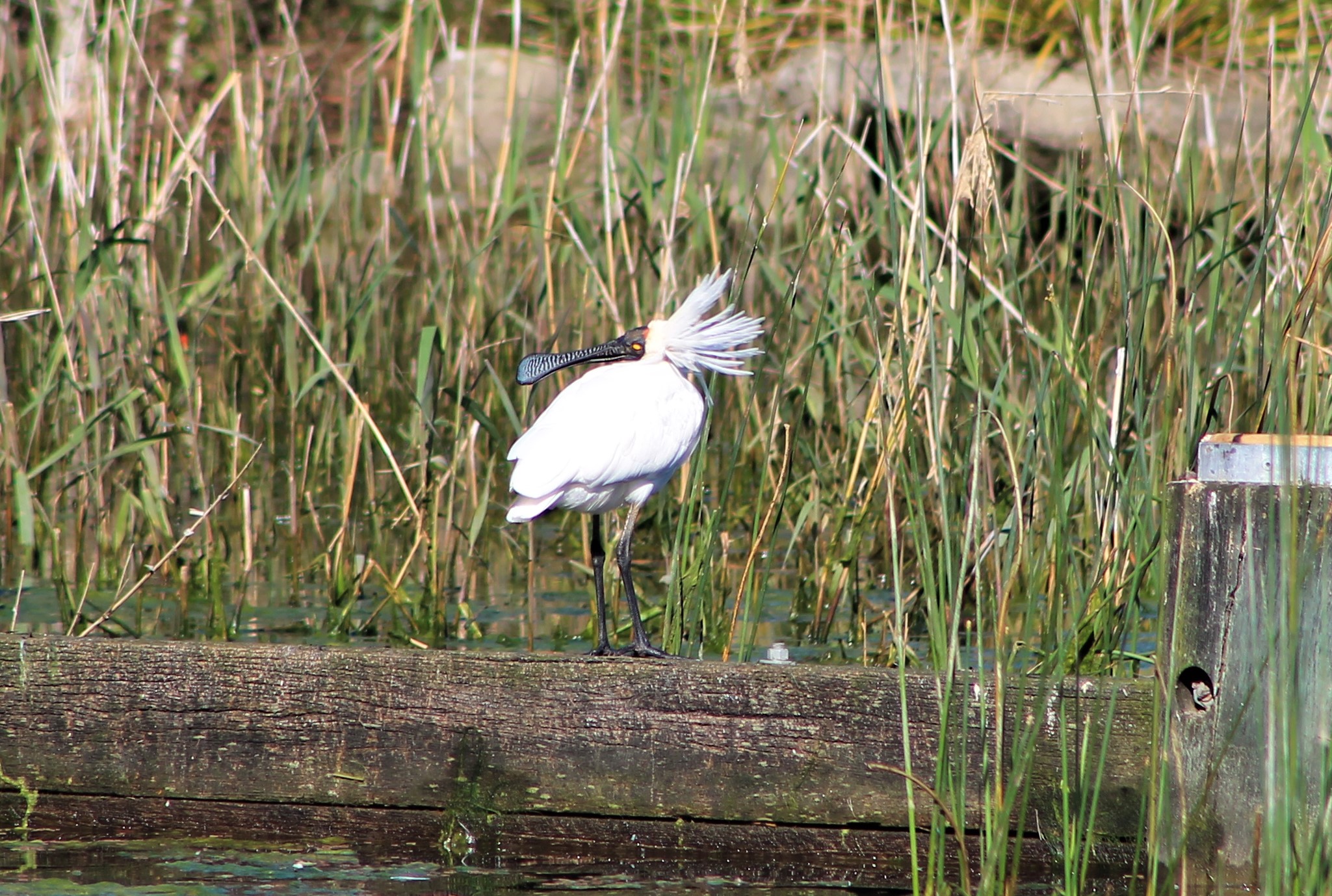 Royal Spoonbill (Platalea regia)