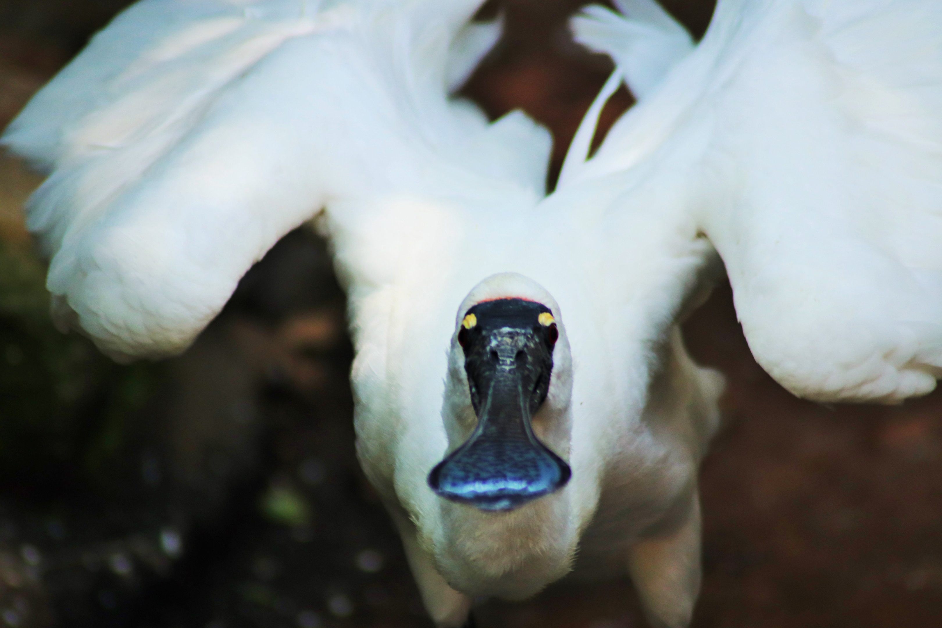 Royal Spoonbill (Platalea regia)