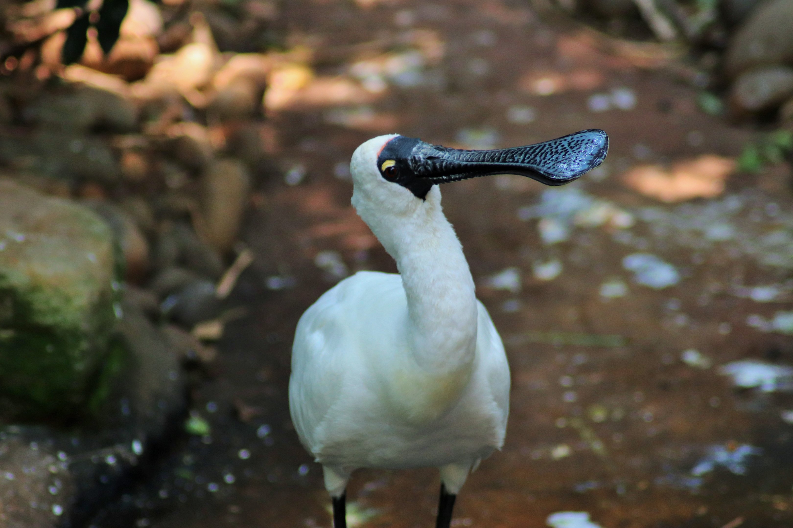 Royal Spoonbill (Platalea regia)