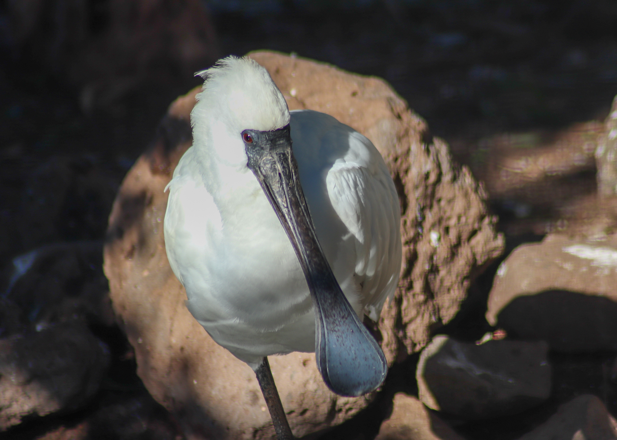 Royal Spoonbill (Platalea regia)