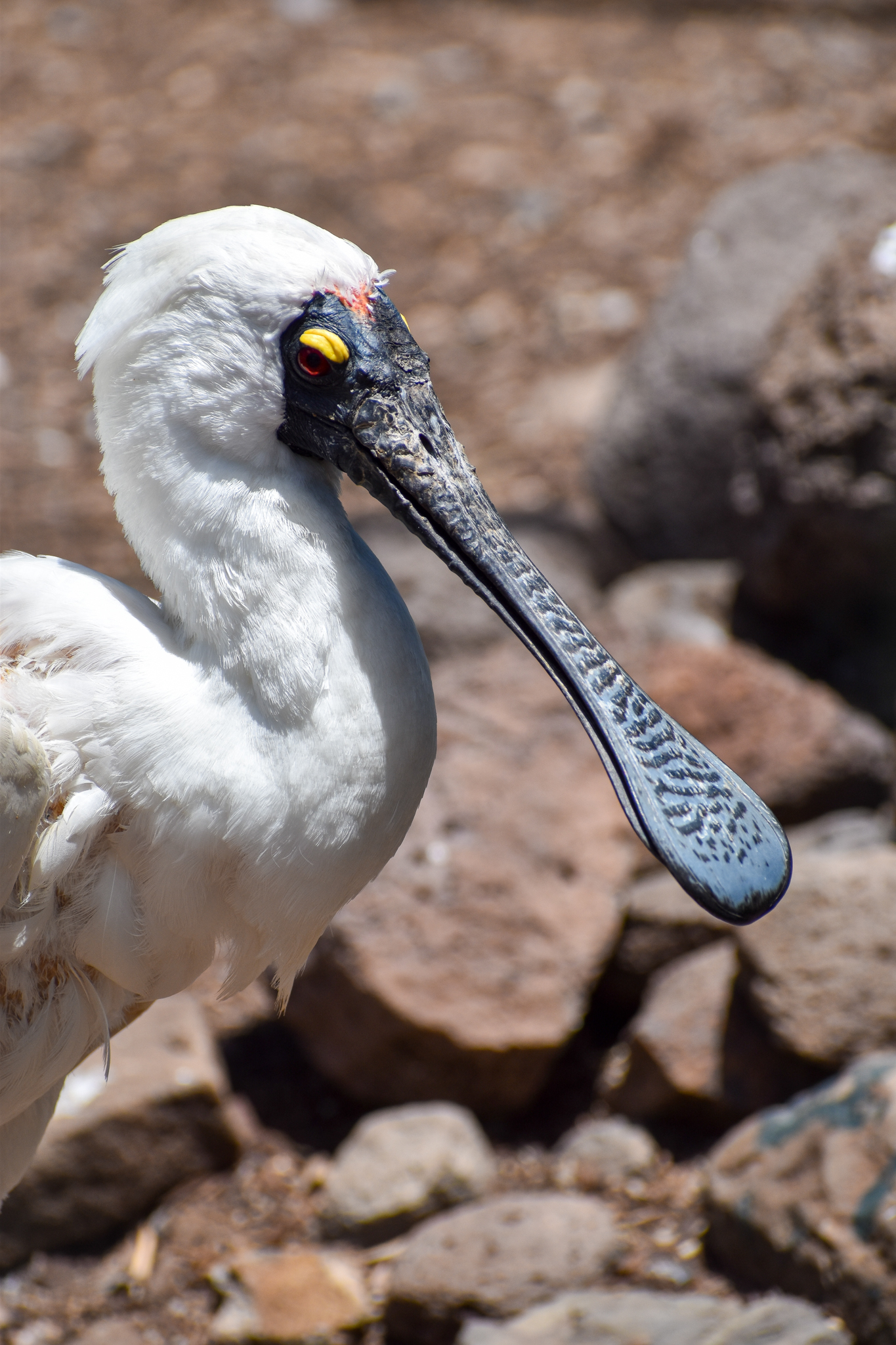 Royal Spoonbill (Platalea regia)