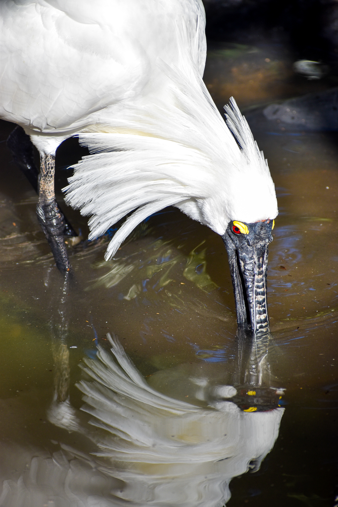 Royal Spoonbill (Platalea regia)