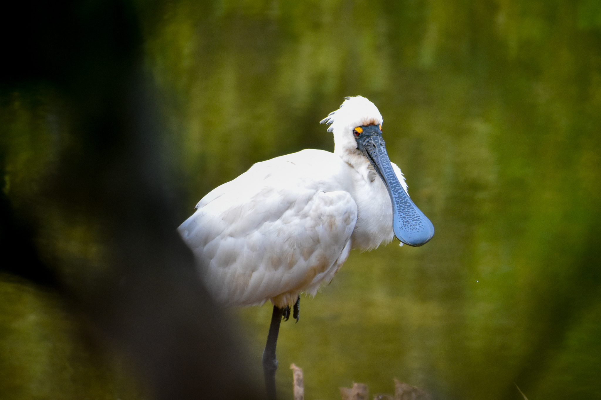Royal Spoonbill (Platalea regia)