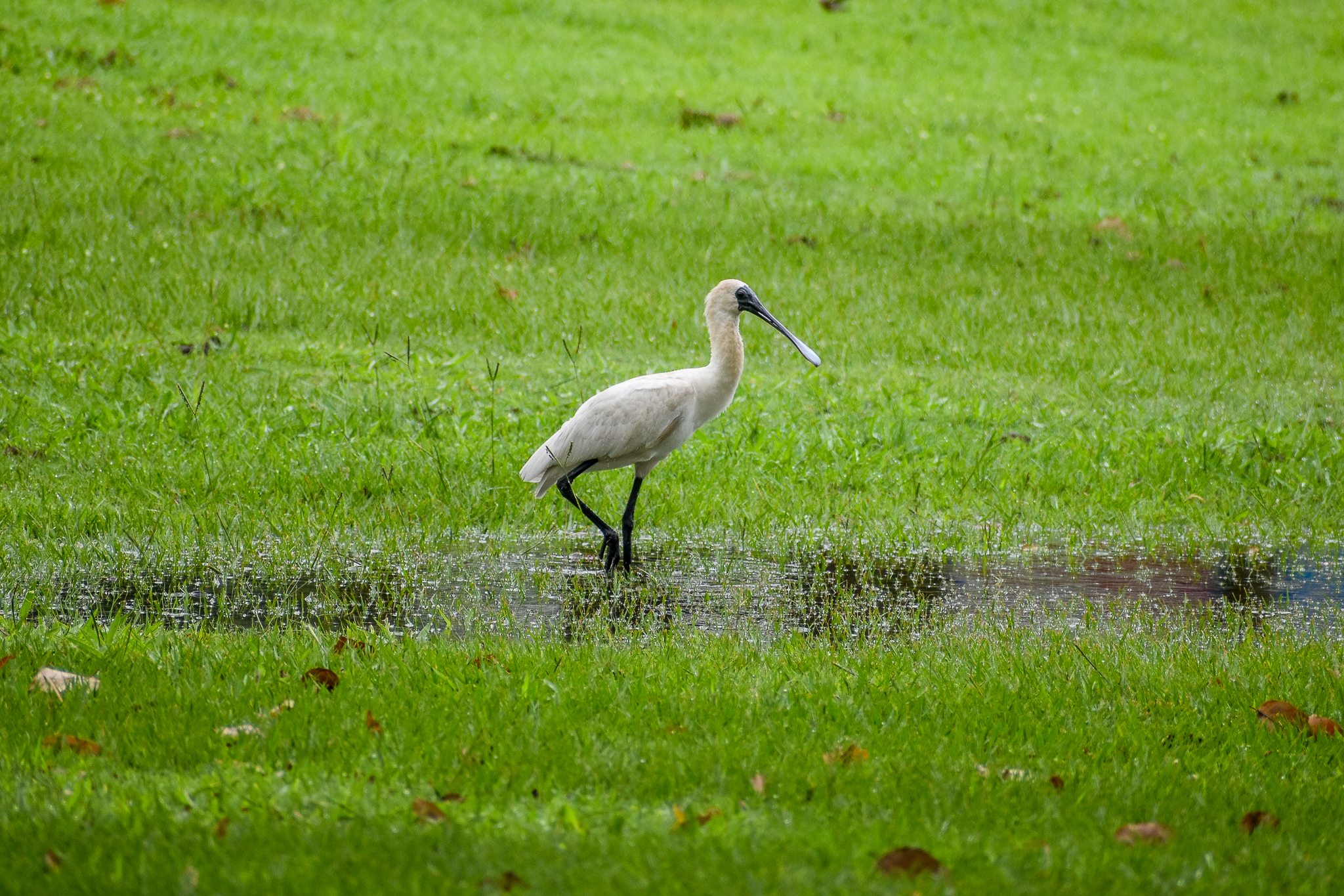 Royal Spoonbill (Platalea regia)