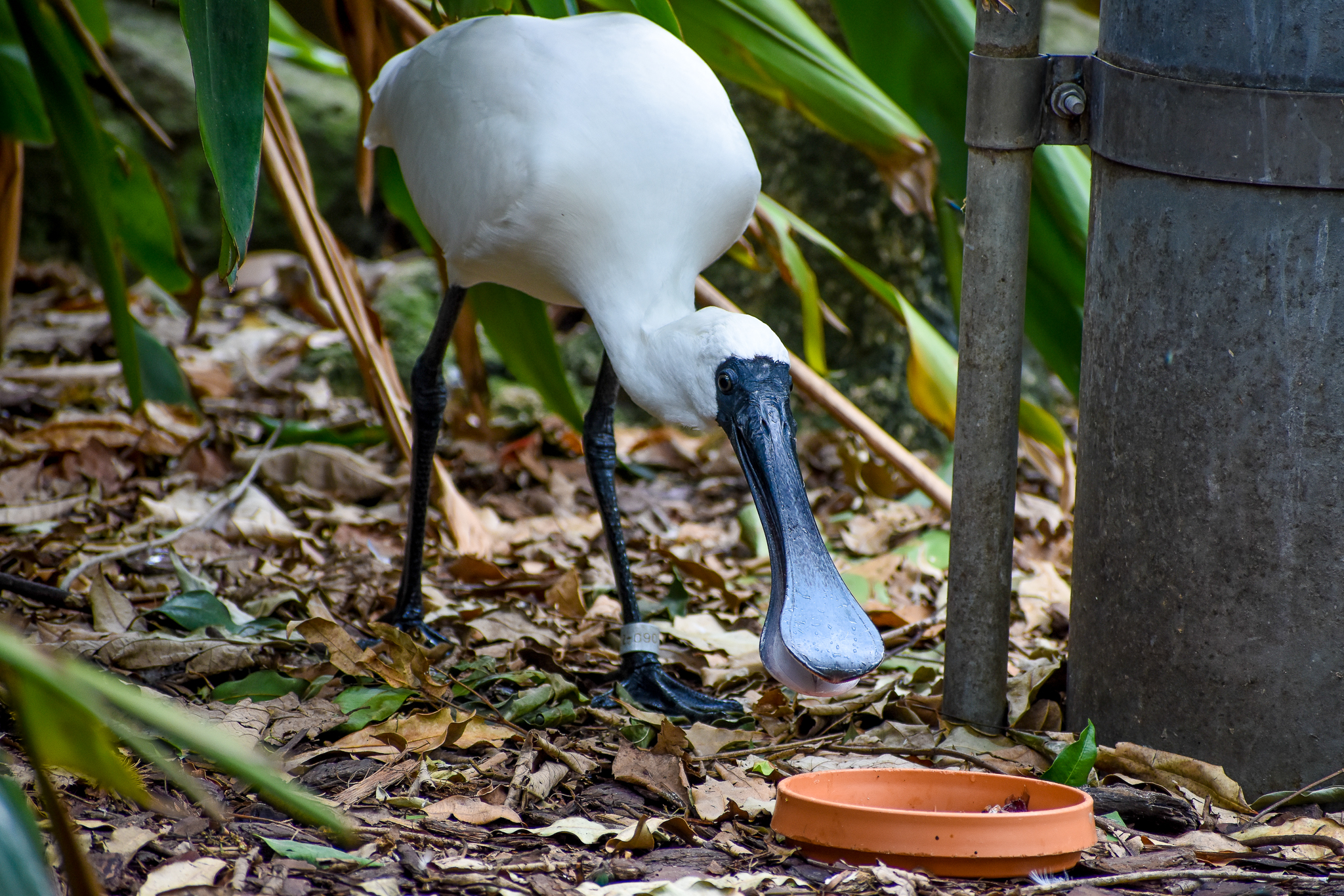 Royal Spoonbill (Platalea regia)