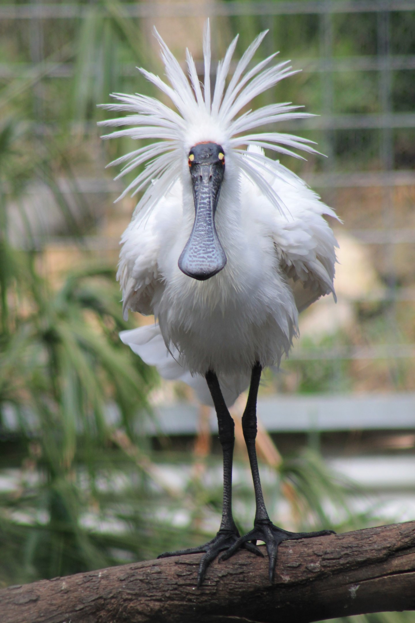 Royal Spoonbill (Platalea regia)