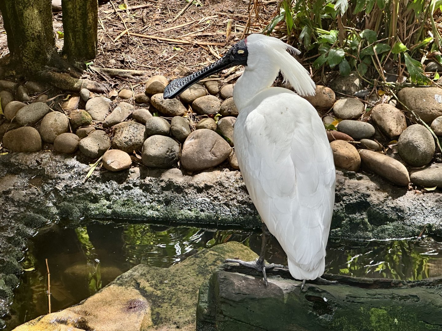 Royal spoonbill (Royal spoonbill)