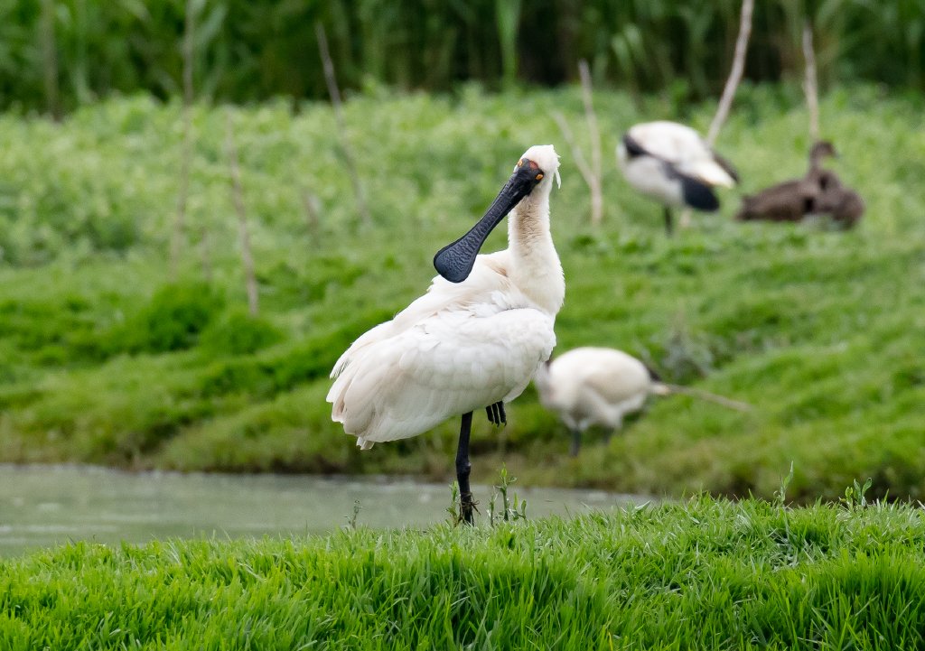 Royal Spoonbill - wild bird