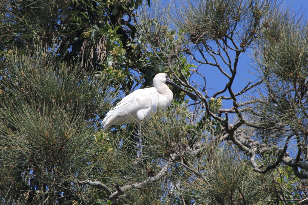 Royal Spoonbill (wild)