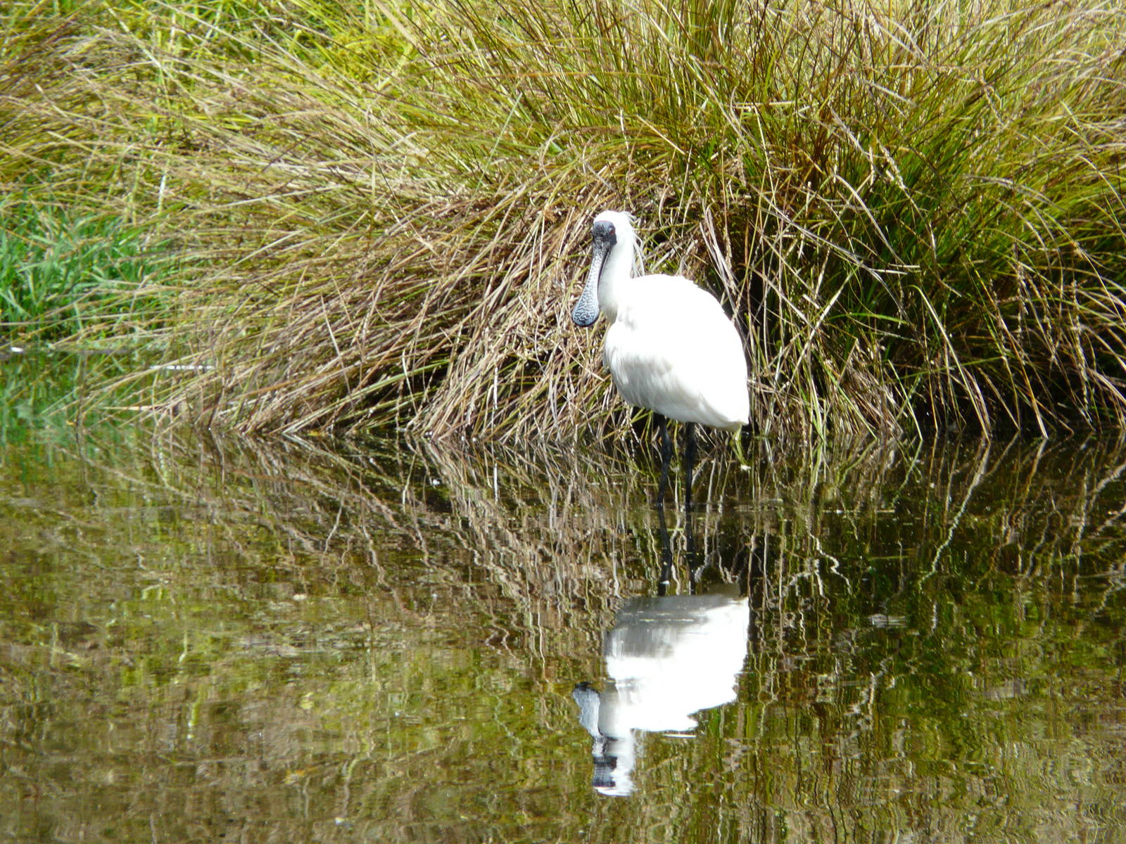 Royal spoonbill