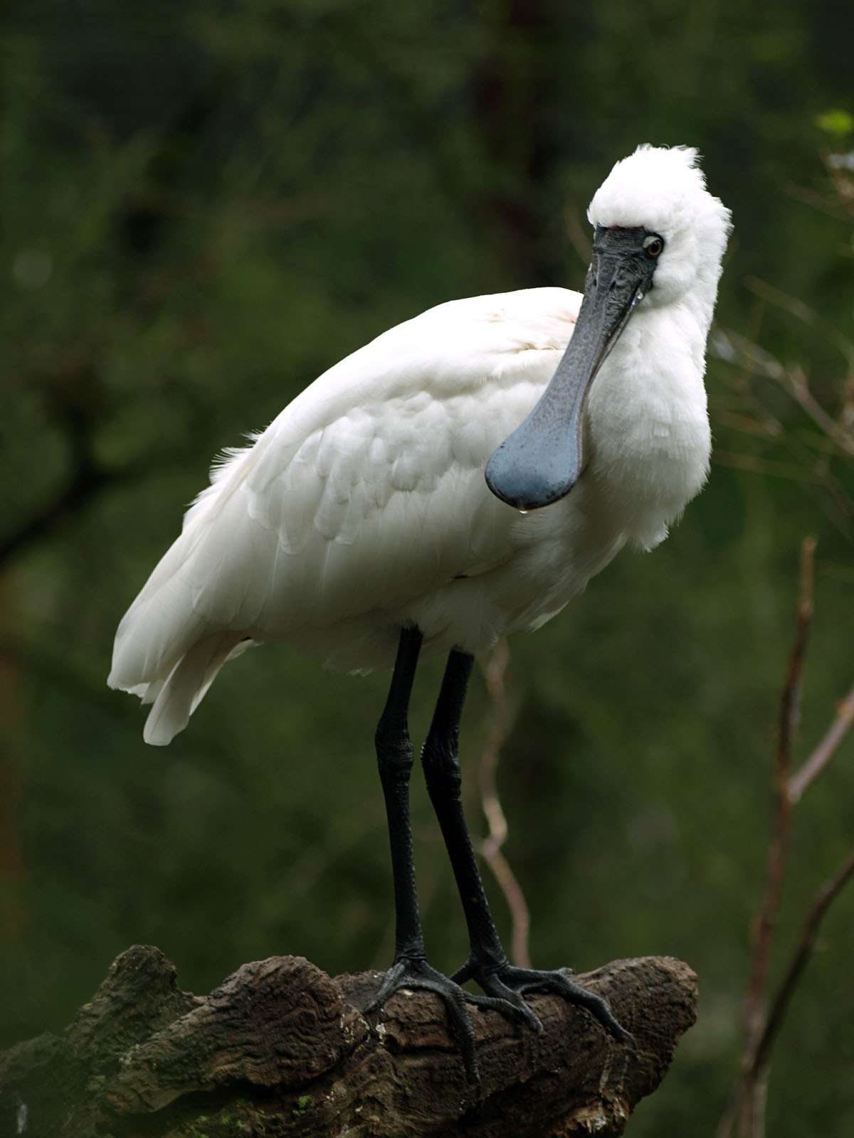 Royal spoonbill