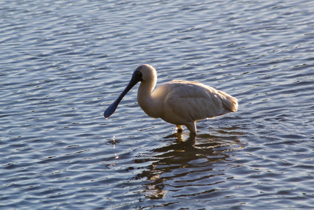 Royal Spoonbill