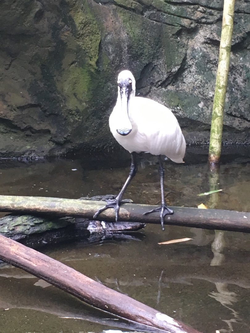 Royal Spoonbill